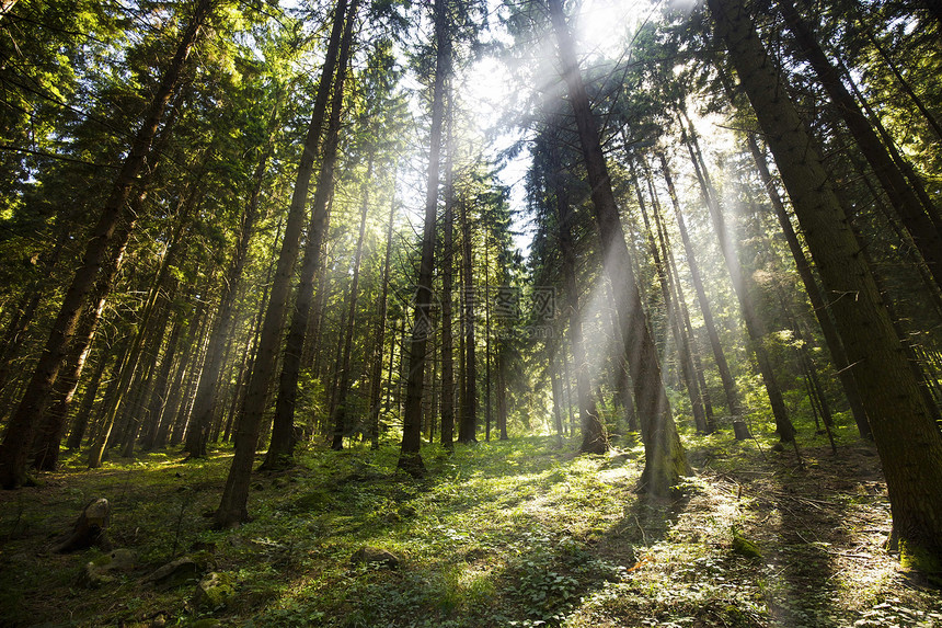 绿色森林中令人惊叹的美丽阳光图片