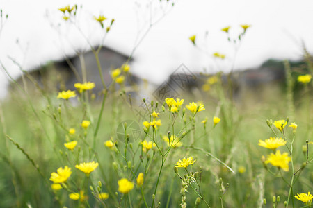令人惊叹的黄色花朵在春天背景模糊图片