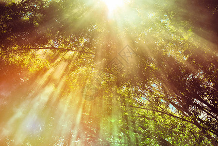 阳光穿过温暖的秋天森林光线穿过薄雾和树木夏天的阳光竹林在明亮的日图片