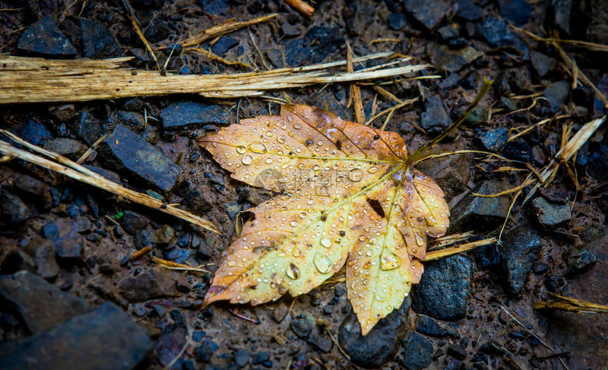 秋天的叶子石头上有水滴图片