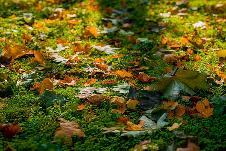 秋天森林中枫树的五颜六色的黄色秋叶图片
