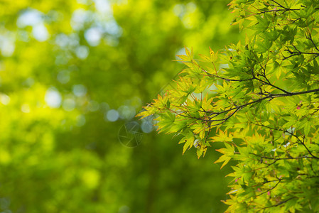 绿色和黄色枫叶背景模糊图片