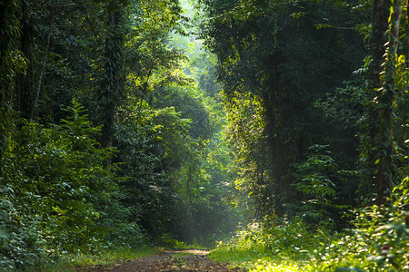 绿色森林和道路林木天然的绿色木材阳图片