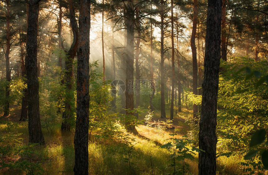 早上在森林里阳光照耀图片