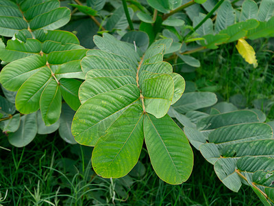 林虫布什树绿叶Cassia图片