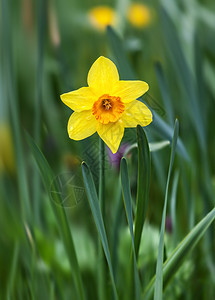 新鲜的黄泉花朵的软焦点图像浅背景图片