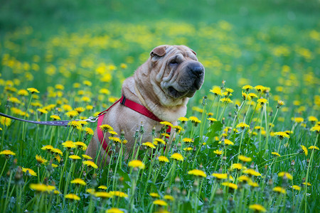 沙皮狗在黄色花朵的草地上休息背景图片