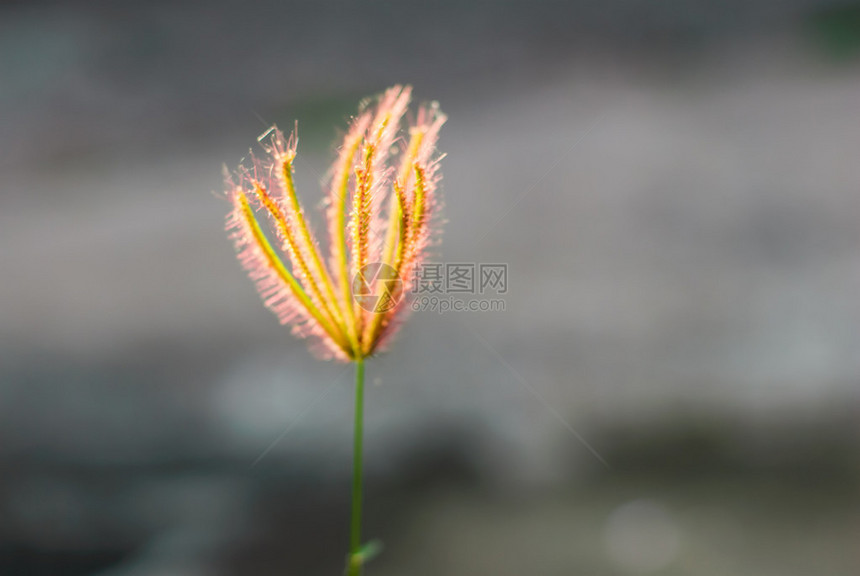 快乐的草地抽象的夏天背景图片