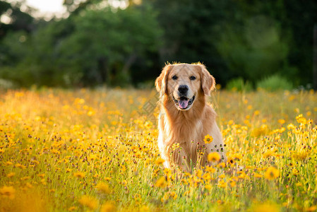 在字段中的金毛猎犬与黄色的花朵图片