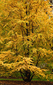 榆树炫耀其美丽的秋天色彩图片