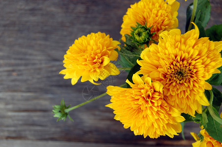 一束美丽的黄菊花背景图片