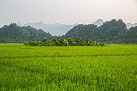 越南的水稻种植园图片