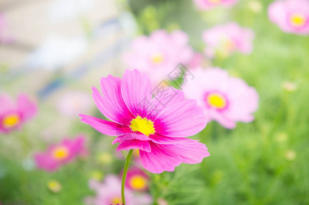 粉红的宇宙花朵菊花在图片