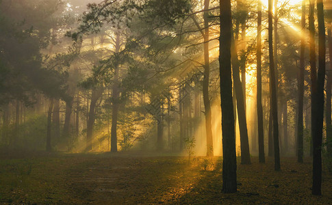 早晨森林的光线在树枝间播放图片