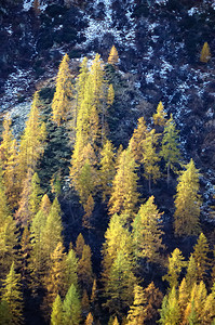 秋天早期阿尔卑斯山脉的颜色变图片