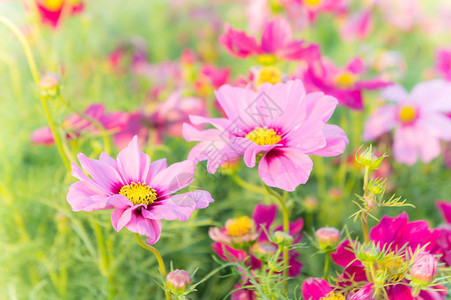 粉红的宇宙花朵菊花在背景图片