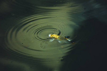池塘特写中的黄色小鱼图片