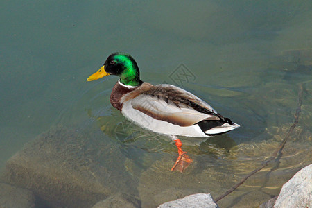 一只孤独的游泳鸭绿头鸭的特写镜头背景图片