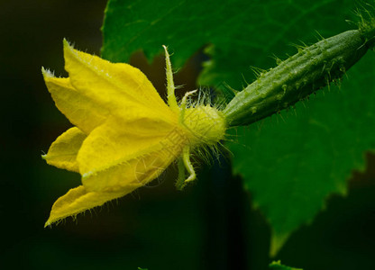 黄色花叶子和小黄瓜背景图片