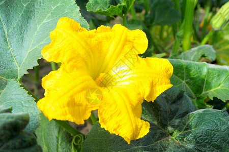 大自然中的新鲜黄色南瓜花图片