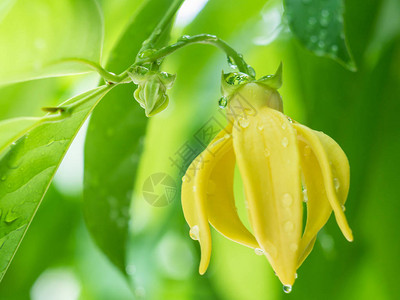 雨后有绿叶背景的Ylangylan图片