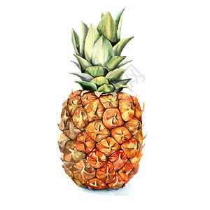 手绘水彩菠萝插图背景图片