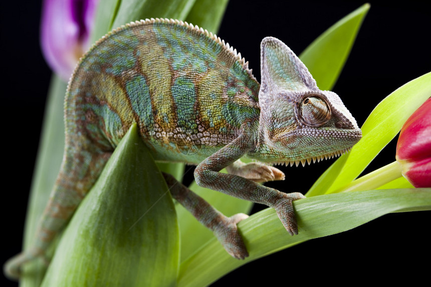 变色龙属于最著名的蜥蜴科之一图片