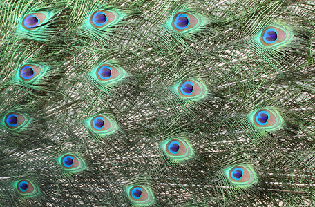 五颜六色的孔雀羽毛背景图片