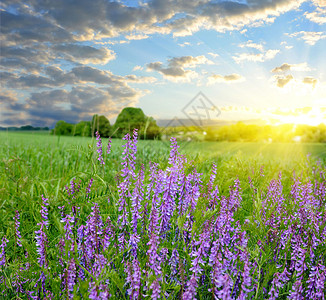 在鲜花盛开的美妙田野上的灿烂日落图片