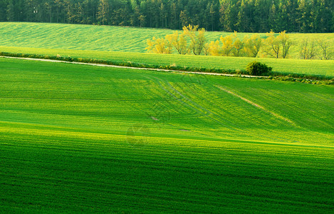 乡村美丽的农田景观高清图片