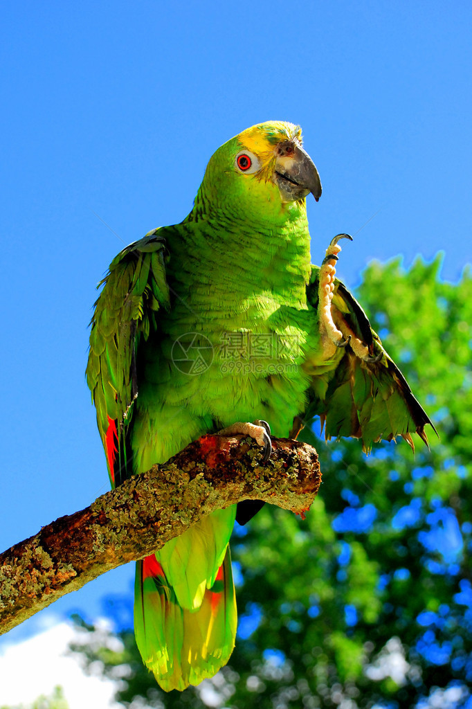 蓝额亚马逊鹦鹉图片