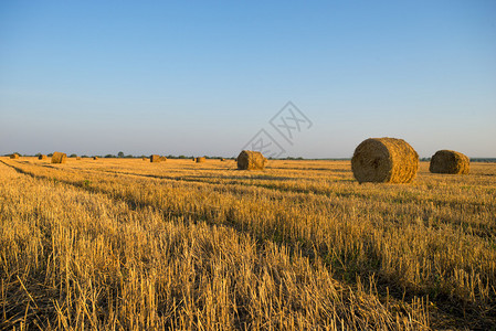 带稻草卷的乡村景观图片