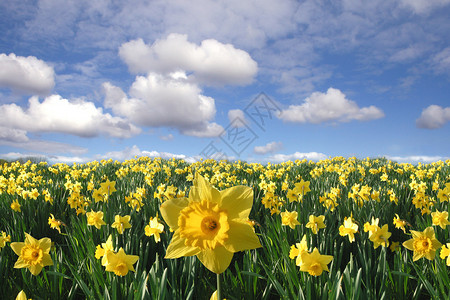 生长在春天领域的黄色水仙花图片
