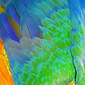 色彩多的羽毛哈莱金麦考羽毛背景纹图片