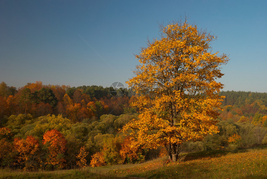 与黄树的秋天风景图片