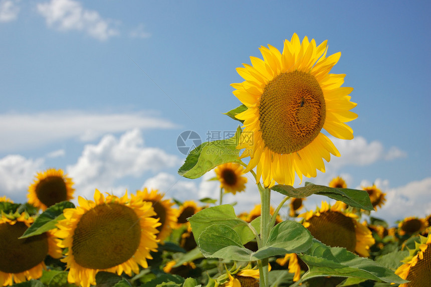 景象是在乌克兰拍的夏天笑声图片