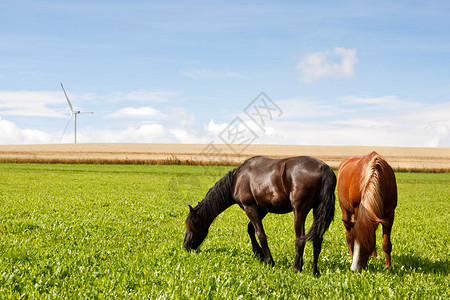 在草地上吃草的马图片