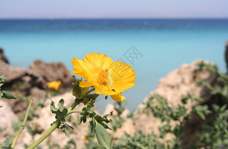 地中海沿岸的黄色野花背景图片