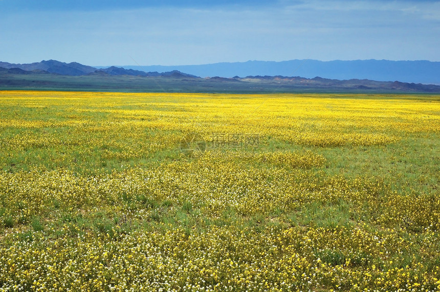 黄色春天草原和山脉图片