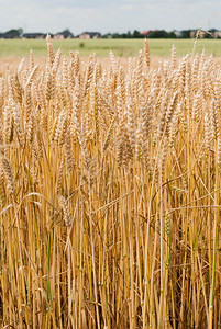 生长在农田的黄色小麦照片图片