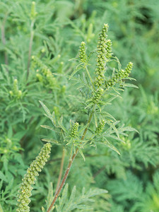 Ambrosiaartemisiifolia引起过敏它也被称为一年生豚草苦草黑草胡萝卜杂草花粉热杂草杜鹃粘草流苏杂背景图片