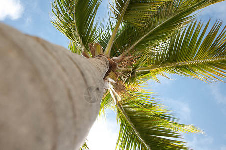 特克斯和凯科斯群岛普罗维登夏莱斯市棕榈树与多彩蓝图片