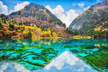 Jiuzhaigou自然界济州河谷公园秋天林中五花湖多彩湖水晶清背景图片