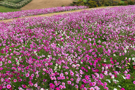 日本的波斯菊花田图片