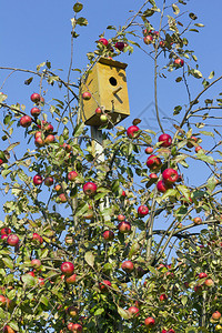 鸟类小屋鸟儿小屋在水果成熟的苹果树上固定星宿图片