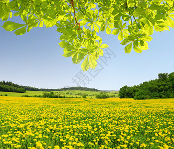 草地上蒲公英的春天风景图片