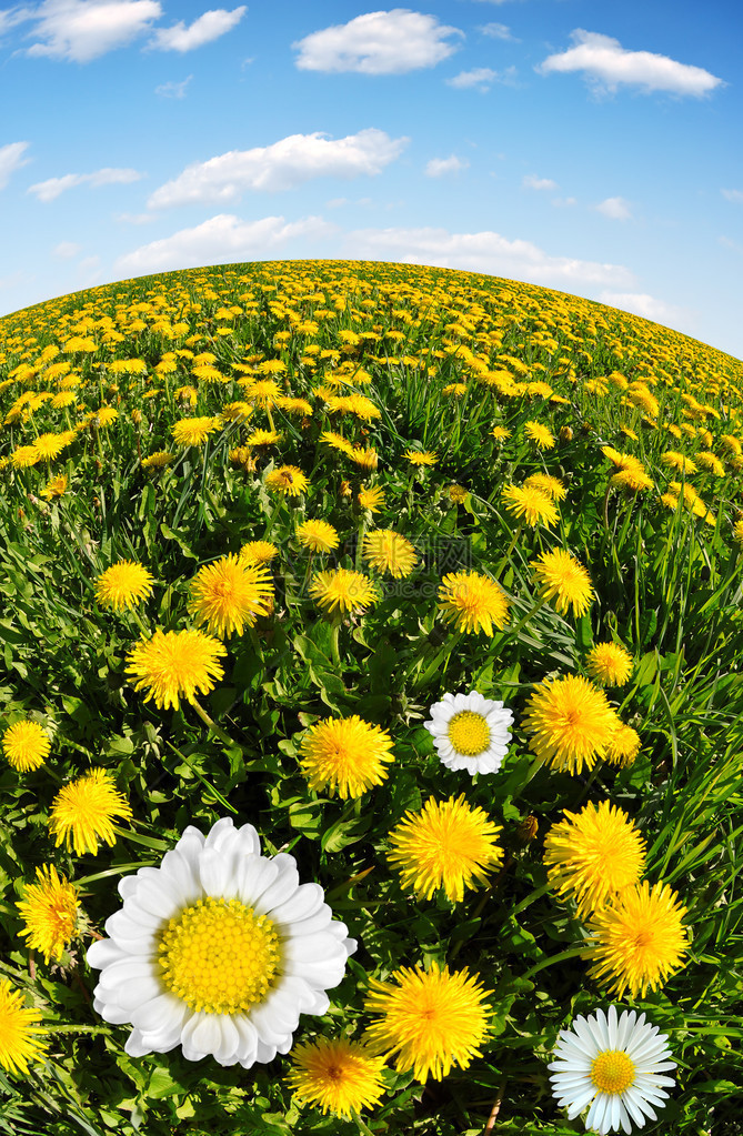 蒲公英与雏菊在蓝天的草地上图片