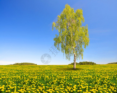 蒲公英田野上的白桦树图片