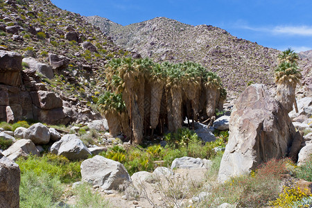 安萨博雷戈美国加利福尼亚州AnzaBorrego荒漠州背景