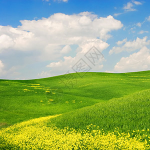 风景绿地有黄花蓝天空和大白烟云意图片